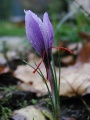 Crocus sativus.jpg