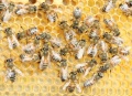 Panal con abejas.jpg
