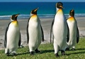 Pingüinos Rey en las islas Georgias del Sur.jpg