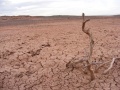 Desertificación en Neuquén.jpg