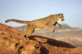 Puma patagónico.jpg