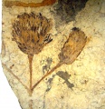 Asteraceae fósil.jpg