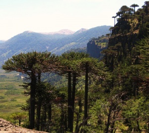 Bosque andino patagónico - ECyT-ar