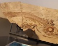 Ictiosaurio Museo Olsacher.jpg